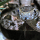 Image for article titled Snakes in Costa Rica Bite People More Often During El Niño Years